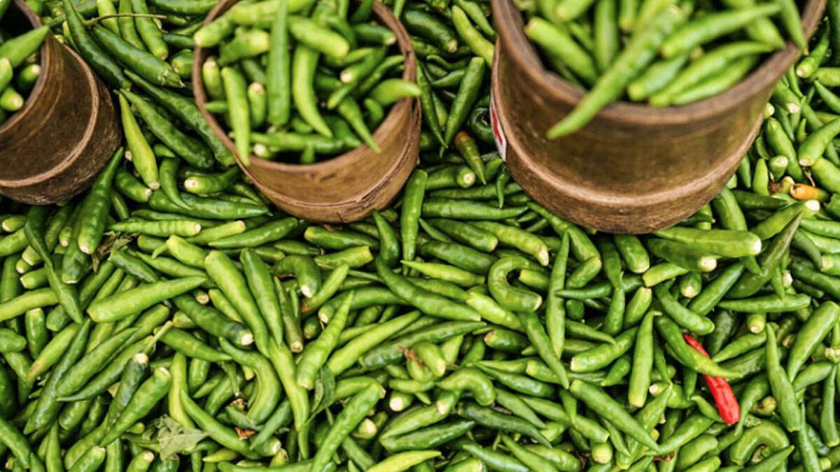 Green Chili Benefits: এই গুণের কথা জানলে আপনি প্রতিদিন কাঁচা লঙ্কা খেতে চাইবেন