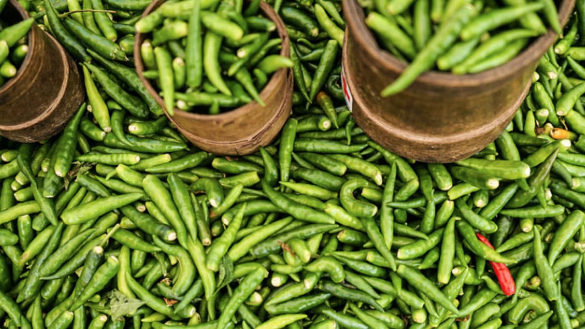 Green Chili Benefits: এই গুণের কথা জানলে আপনি প্রতিদিন কাঁচা লঙ্কা খেতে চাইবেন