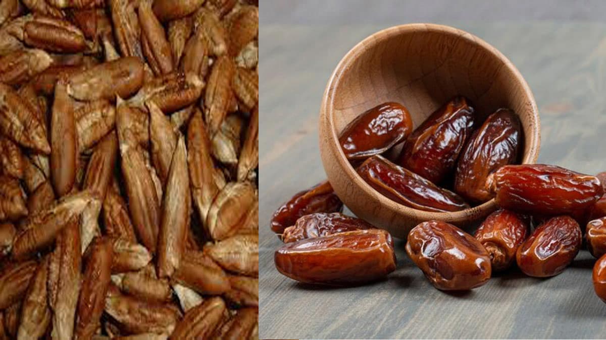 Date Seeds Benefits: খেজুর খেয়ে বীজ ফেলে দিচ্ছেন? এর উপকারিতা জানলে অবাক হবেন