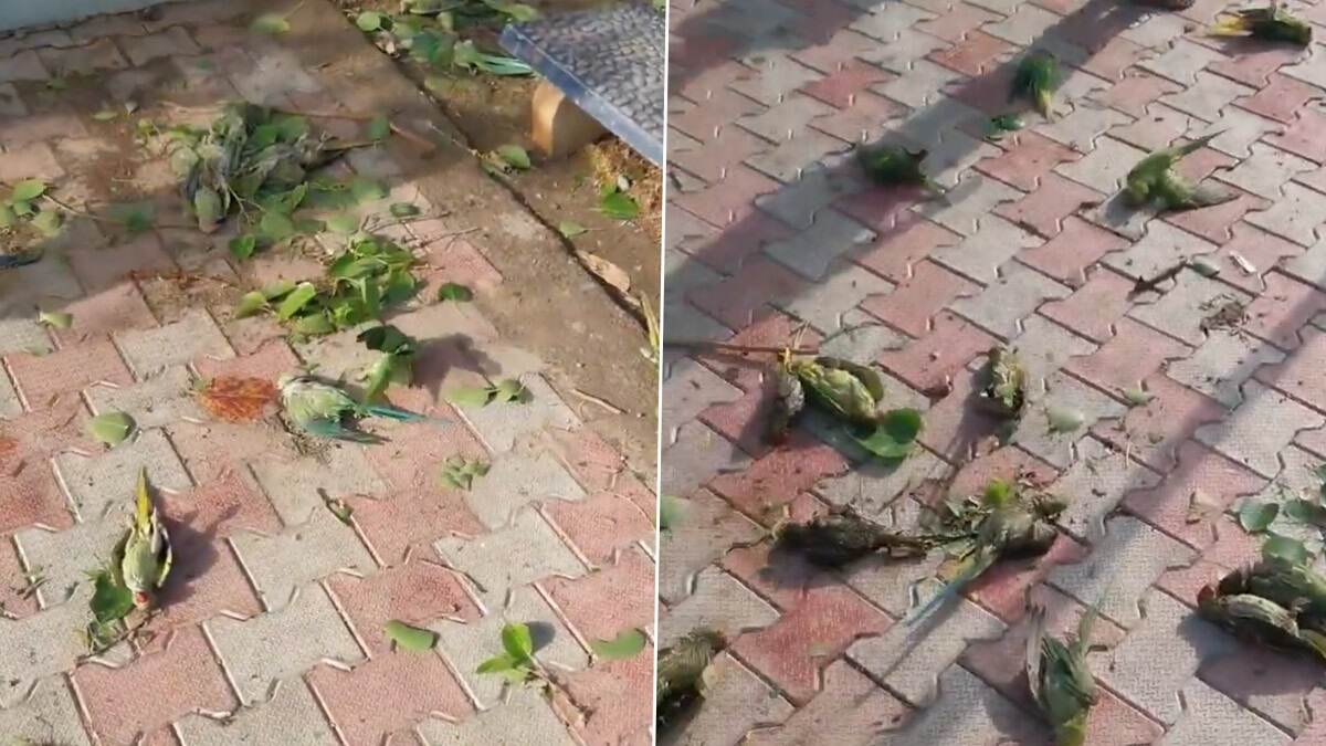 Over 100 Parrots Dies In Uttar Pradesh: ভয়াবহ ঝড়, প্রবল ঝাকুনিতে মরে পড়ে গেল ১০০-র বেশি টিয়া পাখি, মন খারাপ করা ভিডিয়ো