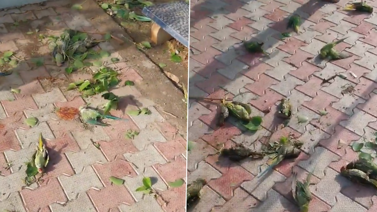 Over 100 Parrots Dies In Uttar Pradesh: ভয়াবহ ঝড়, প্রবল ঝাকুনিতে মরে পড়ে গেল ১০০-র বেশি টিয়া পাখি, মন খারাপ করা ভিডিয়ো