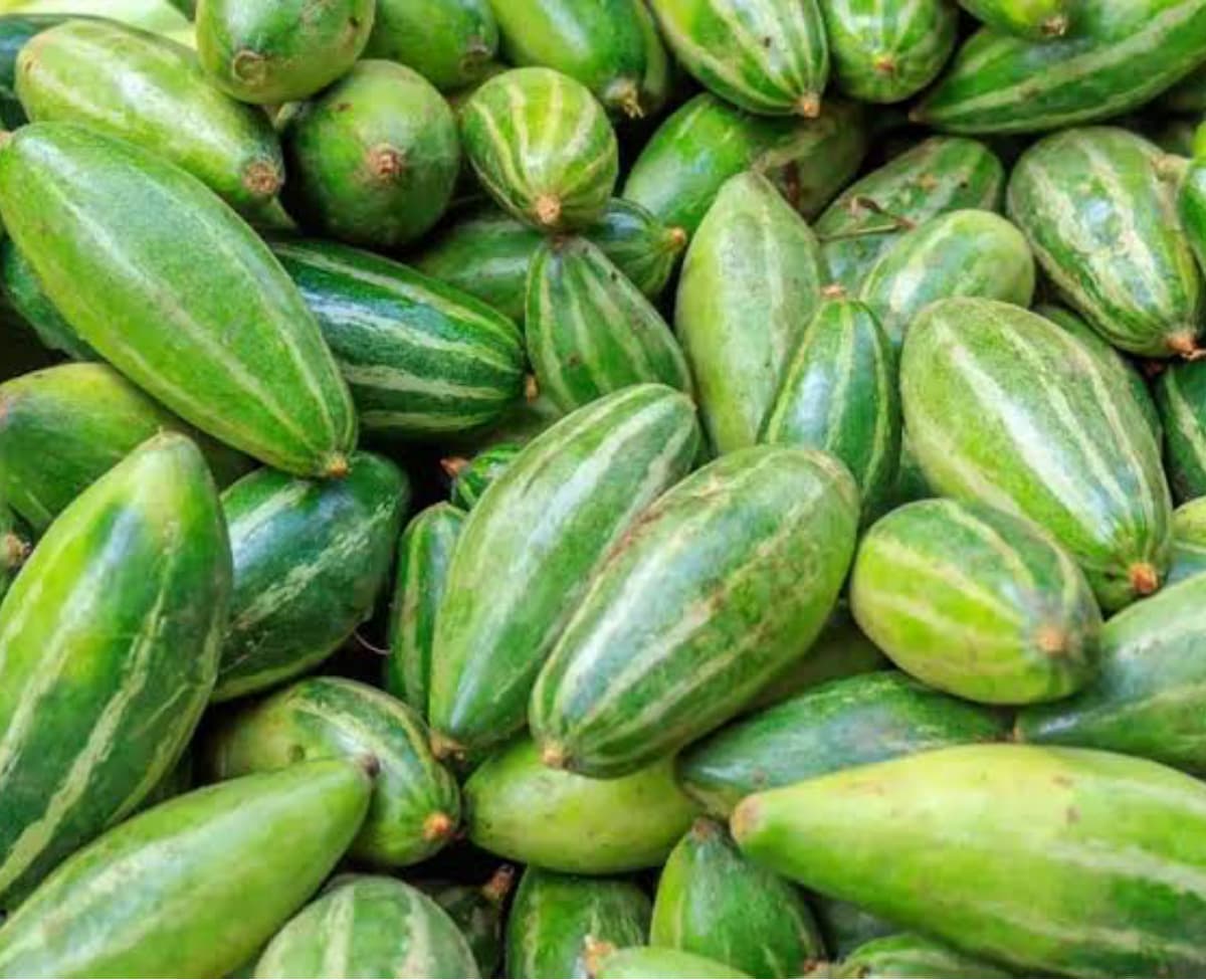 Pointed Gourd for Health: ঝকঝকে ত্বক থেকে হজম শক্তি বৃদ্ধি। অনেক গুণে ভরপুর পটল