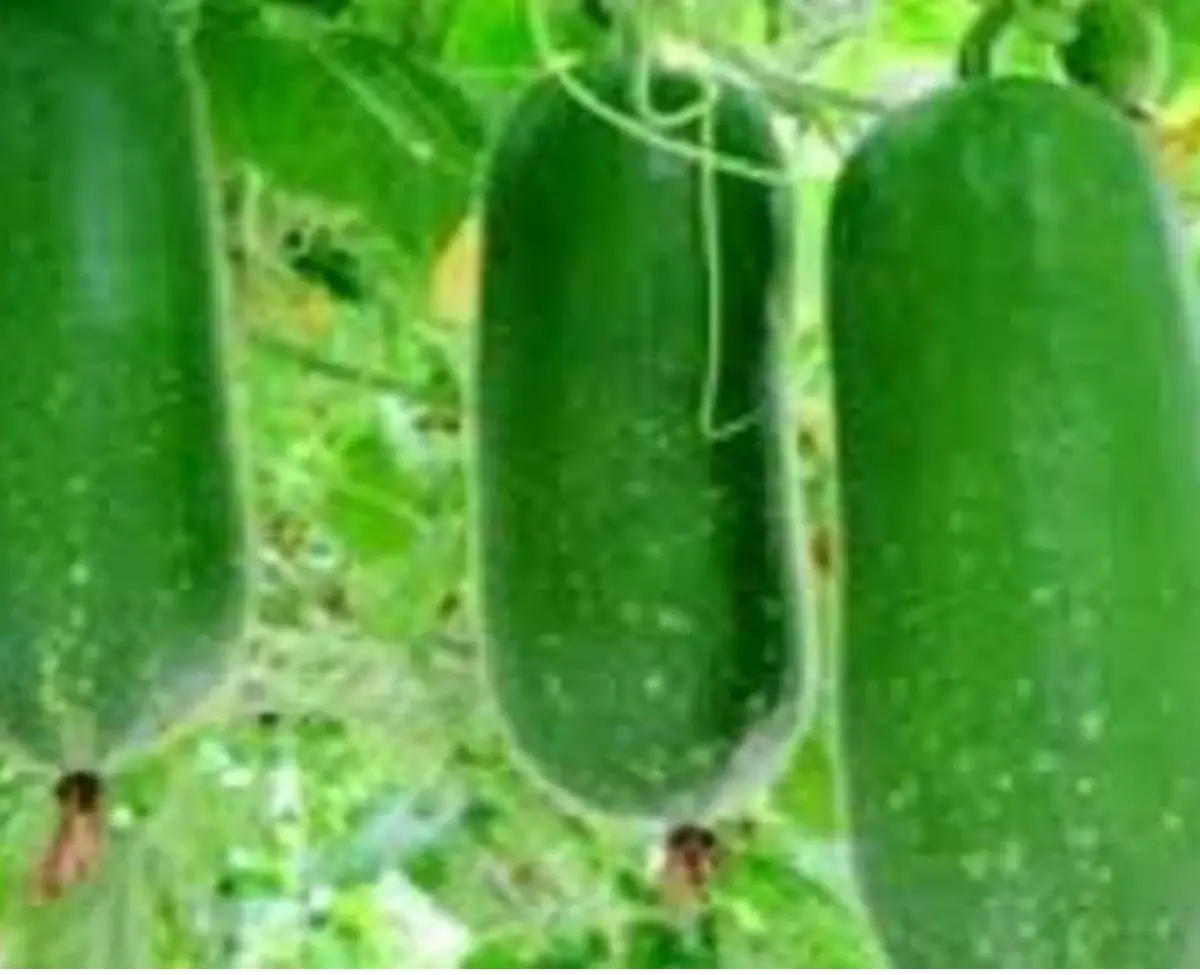 Ash Gourd  Benefits:  ওজন‌ কমাতে চান। নিয়মিত খান চাল কুমড়ো