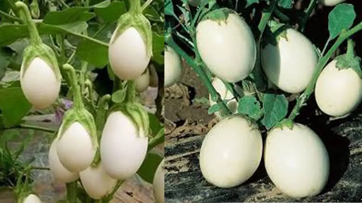White Brinjal Health Benefits: জটিল রোগে উপকার। খান সাদা বেগুন