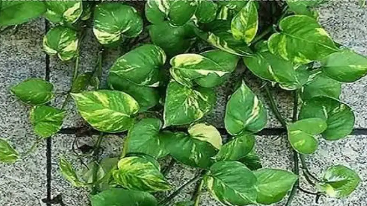 Money Plant Vastu Tips: ঘরে সৌভাগ্য আনতে মানি প্লান্ট লাগানোর এই নিয়ম কি। জেনে নিন