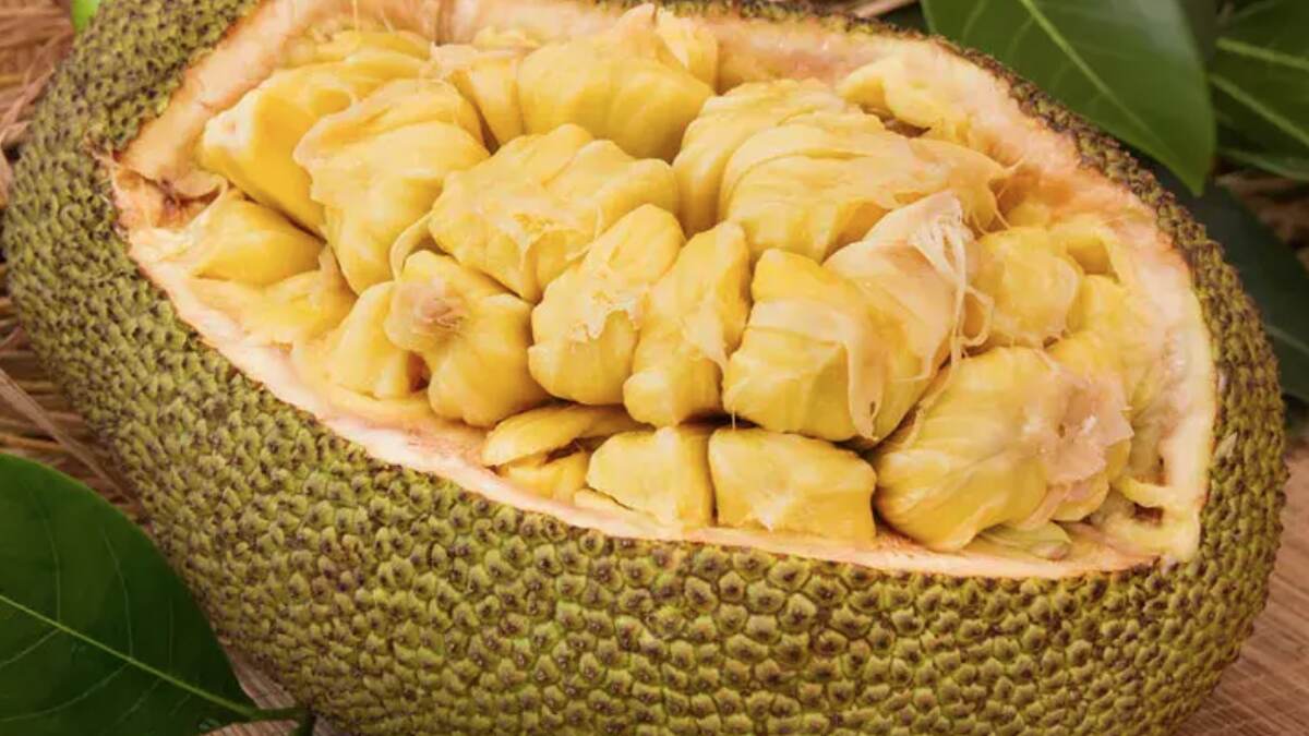 Jackfruit Benefits: কাঁঠাল খাচ্ছেন! জেনে নিন কাঁঠালের উপকারিতা