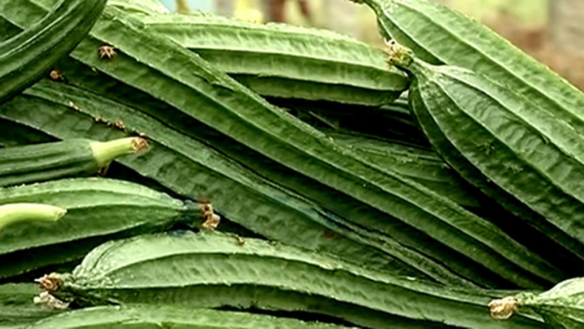 Health Benefits Of Ridge Gourd:  ঝিঙে খান বেশি করে। এর অনেক উপকার