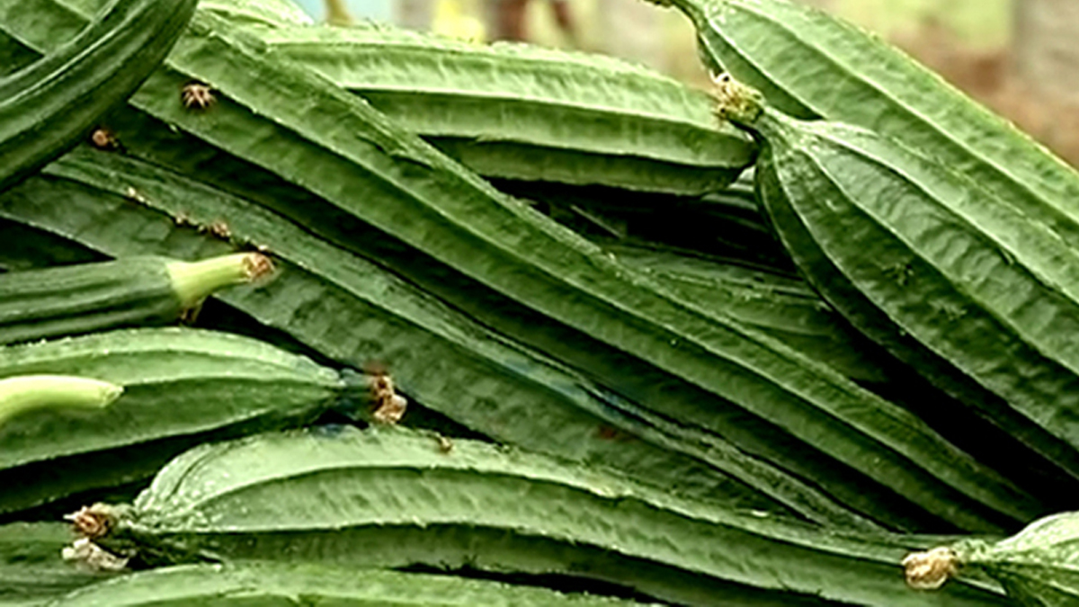 Health Benefits Of Ridge Gourd:  ঝিঙে খান বেশি করে। এর অনেক উপকার