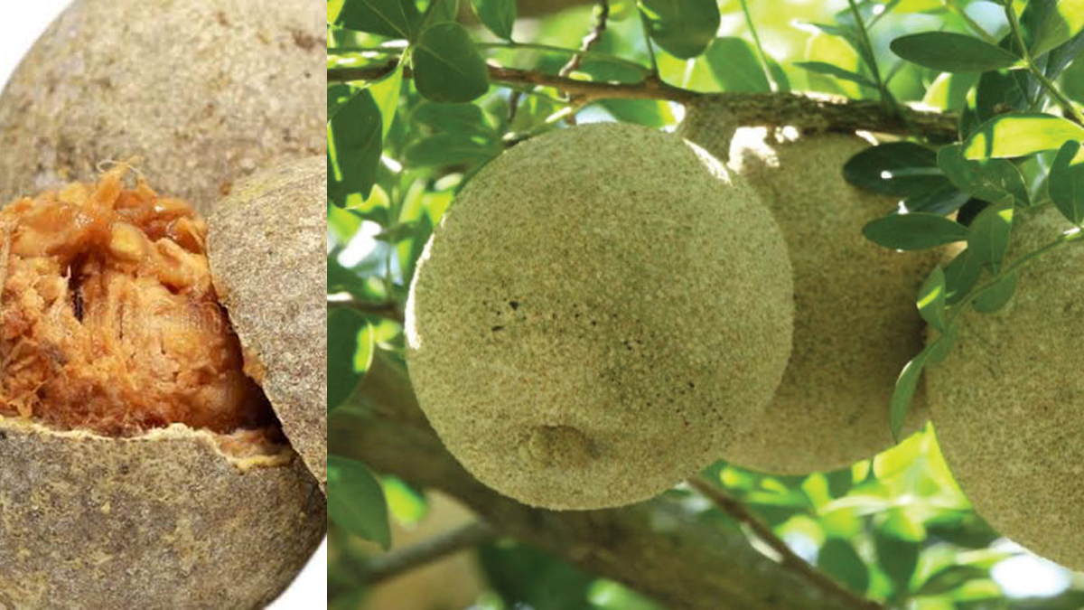 Benefits of Kaith bael: হজমের সমস্যা দূর করে। কদবেল এর গুণ অশেষ