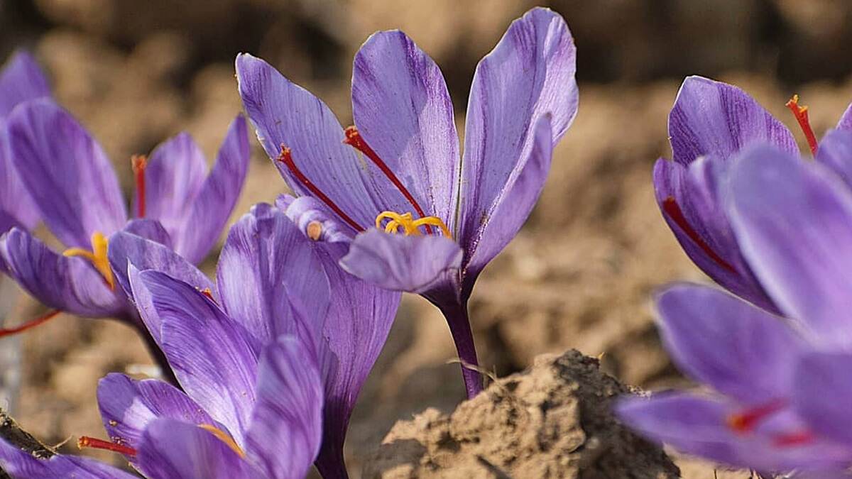Kashmiri Saffron Has Skyrocket Price: 'সোনার চেয়েও দামি', পহেলগামের পর আকাশছোঁয়া কাশ্মীরি কেশর বা জাফরান, ৫ লক্ষ টাকায় বিক্রি হচ্ছে প্রতি কেজি