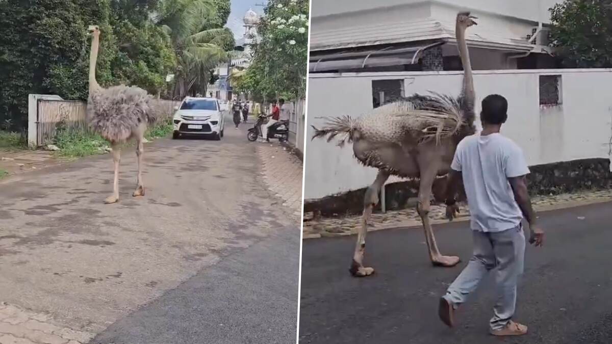 Kochi Ostrich Video: কোচির রাস্তায় মাথা তুলে ঘুরছে ৬ ফুটের উটপাখি, দেখুন ভিডিয়ো