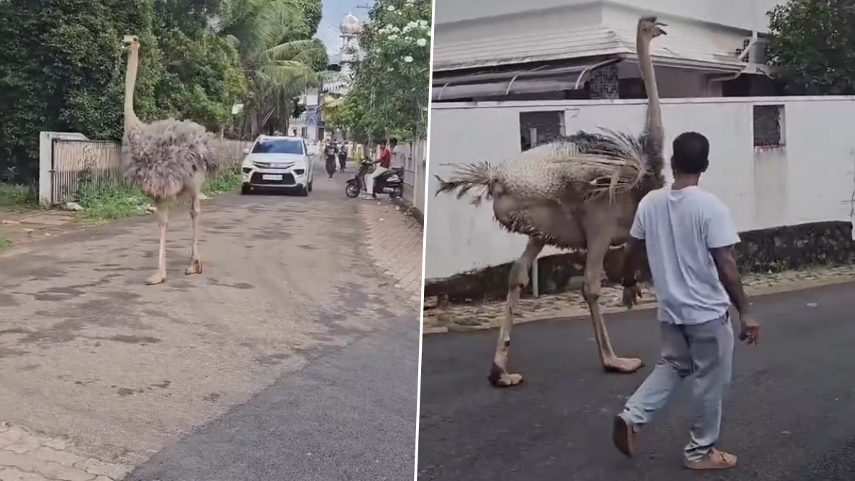 Kochi Ostrich Video: কোচির রাস্তায় মাথা তুলে ঘুরছে ৬ ফুটের উটপাখি, দেখুন ভিডিয়ো