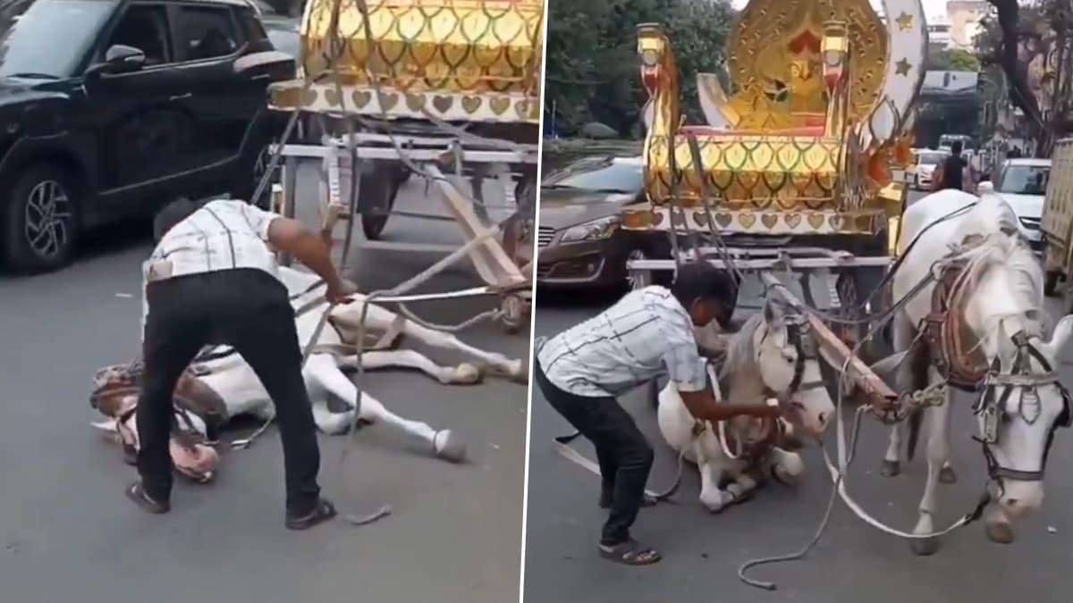 গরমে অসুস্থ ঘোড়া, জোর করে গাড়ি টানতে বাধ্য করল  মালিক, ভাইরাল কলকাতার রাস্তার ভিডিয়ো 