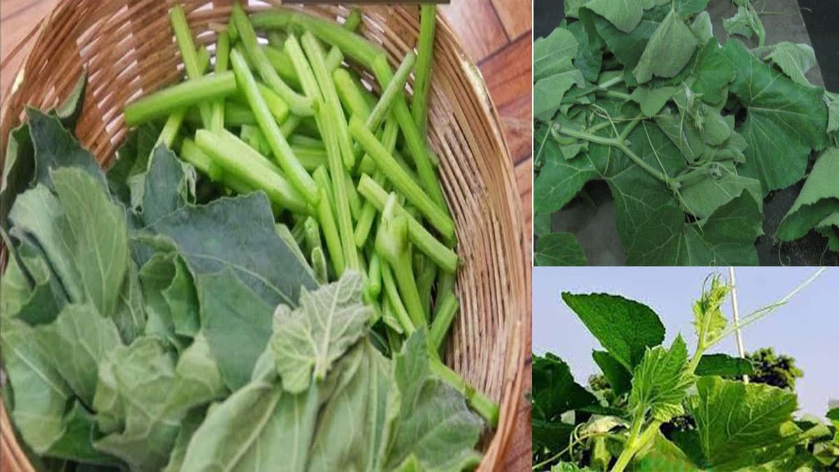 Health Benefits of Bottle Gourd Leaves:লাউ শাক খান বেশি করে। উপকার জানলে অবাক হবেন