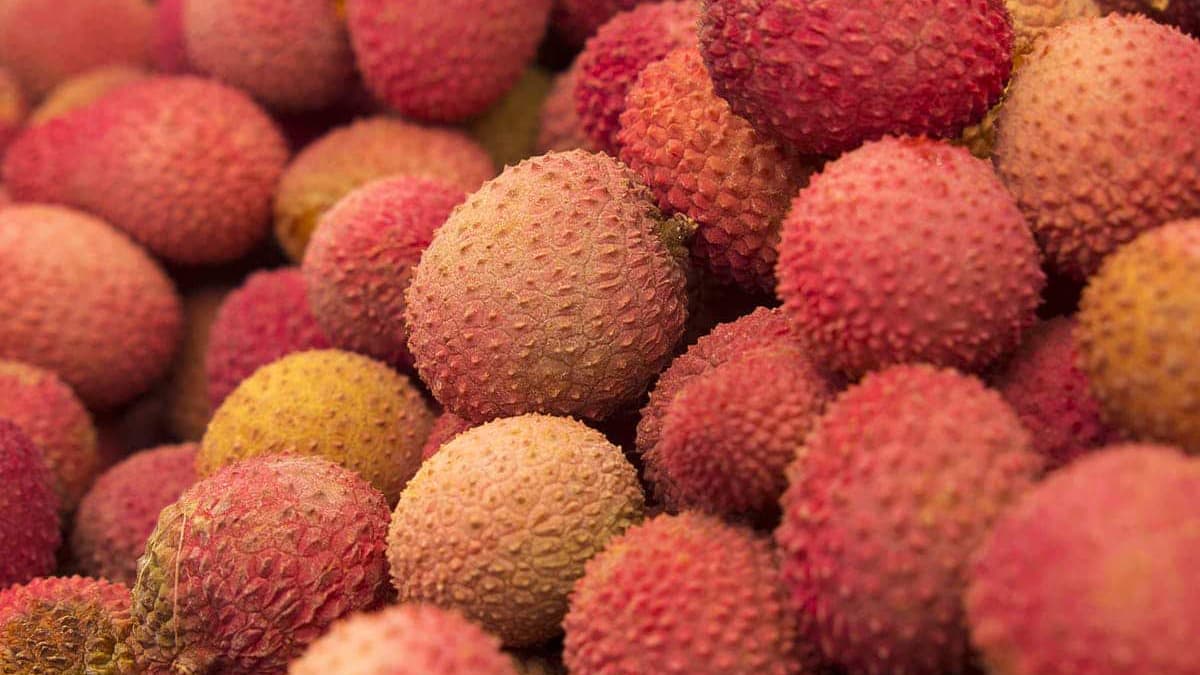 Lychee flavor test:  লিচু টক না মিষ্টি। জেনে নিন সহজেই