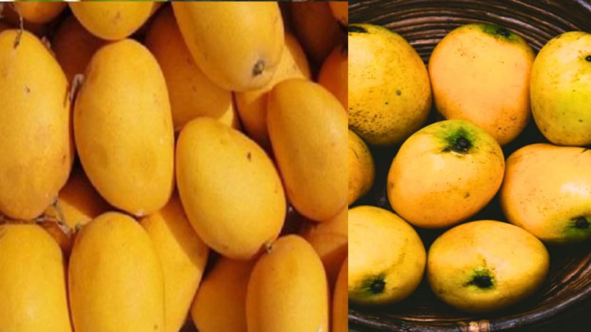 Mango: ভারত থেকে আমদানি করা আম ফিরিয়ে দিল ট্রাম্পের দেশ, ক্ষতি ৪১ কোটি টাকা