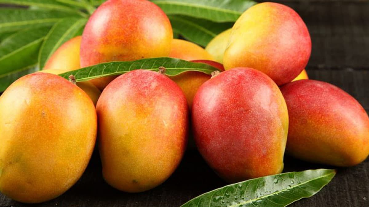 Best Time to Eat Mango: লোভনীয় মিষ্টি পাকা আম। কিন্তু আম খাওয়ার সঠিক সময় কখন? জেনে নিন