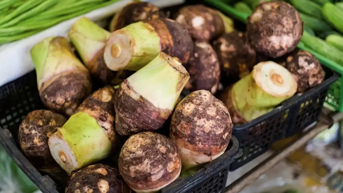 Taro root Benefit: বাজারে গেলেই চোখে পড়বে এই সস্তার জিনিস। মানকচুর উপকারিতা জানলে অবাক হবেন