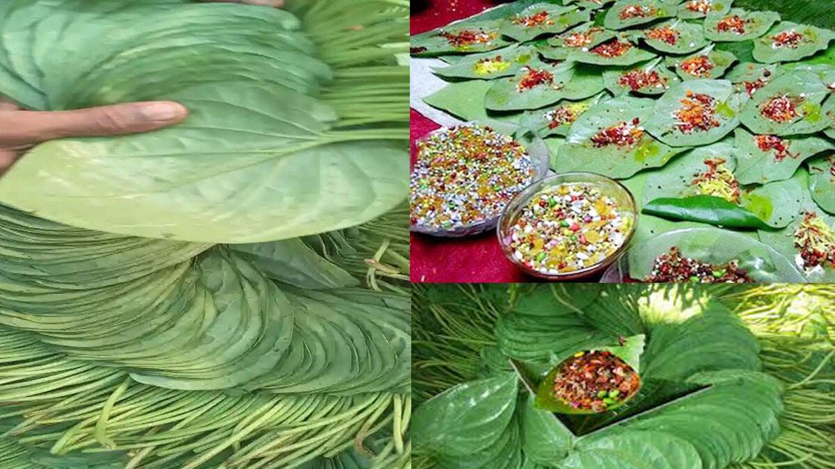 Betel Leaves: হজমের জন্য রোজ পান খান। সাবধান! হতে পারে ভয়ানক বিপদ। জানুন বিস্তারিত