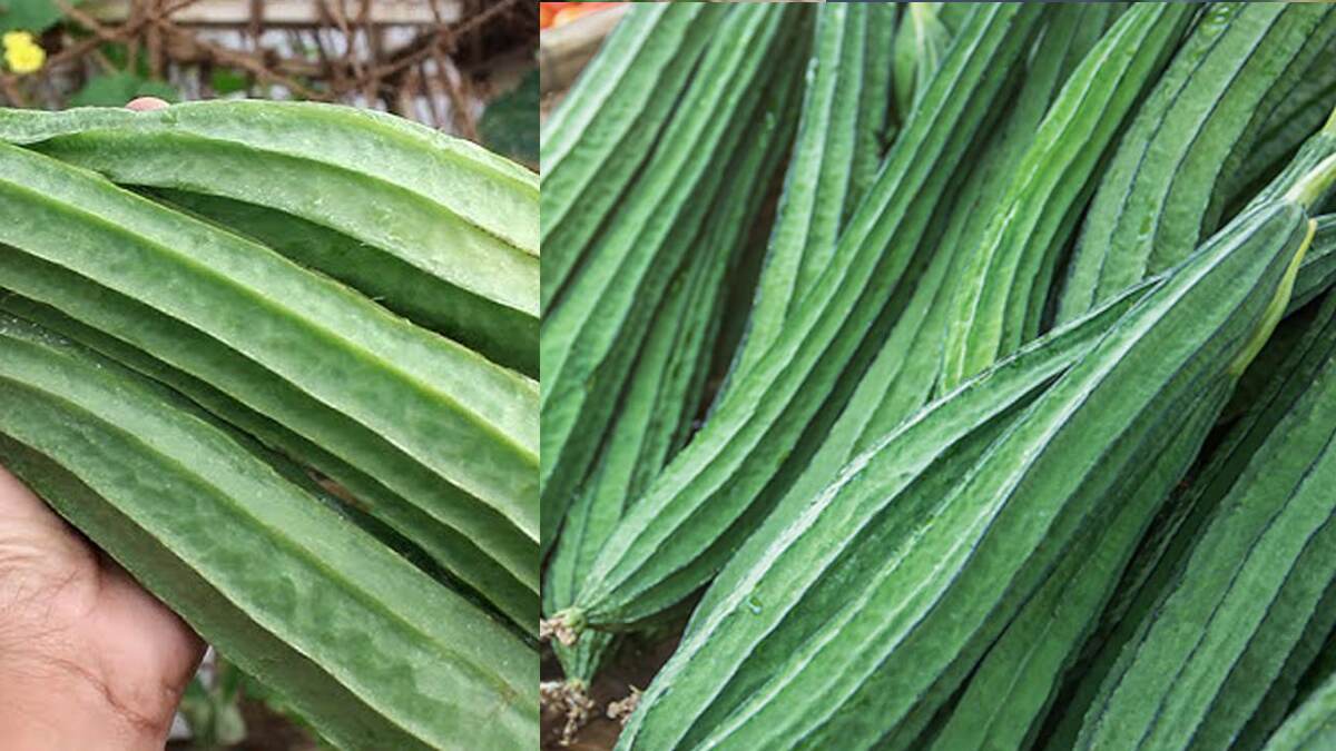 Ridge Gourd Benefits: ঝিঙেতে রয়েছে প্রচুর পুষ্টিগুণ। উপকারিতা শুনলে অবাক হবেন।