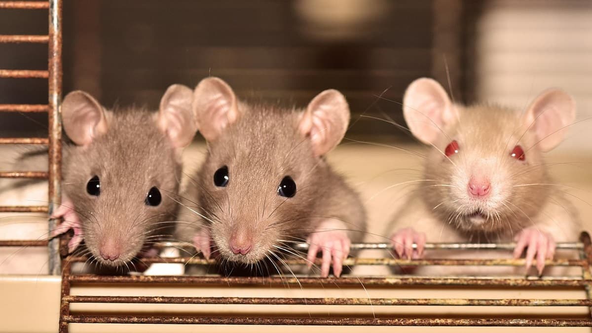 US Couple Charged For Child to Be 'Eaten' By Rat: নারকীয়, যমজ সন্তানকে বড় ইঁদুর দিয়ে 'খাওয়ানোর' চেষ্টা মা-বাবার, রক্তাক্ত অবস্থায় উদ্ধার ২ খুদে