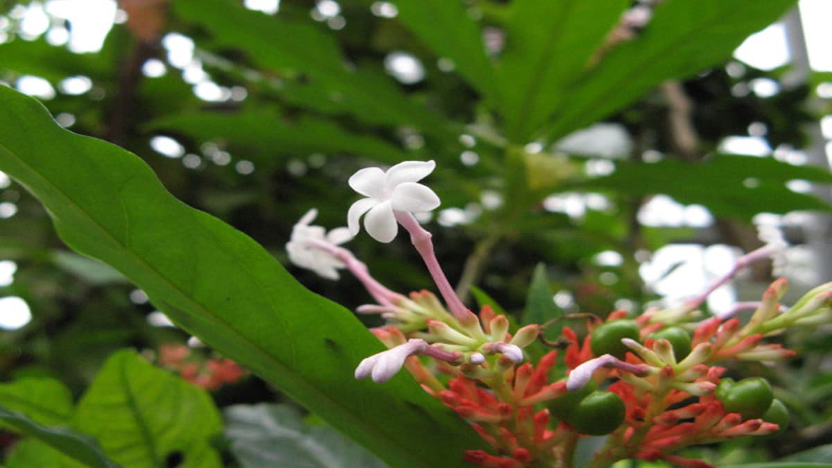Medicinal Plants: এই গাছে সাপের বিষ হার মানে।  এছাড়া নানা উপকার পাবেন এই গাছ থেকে