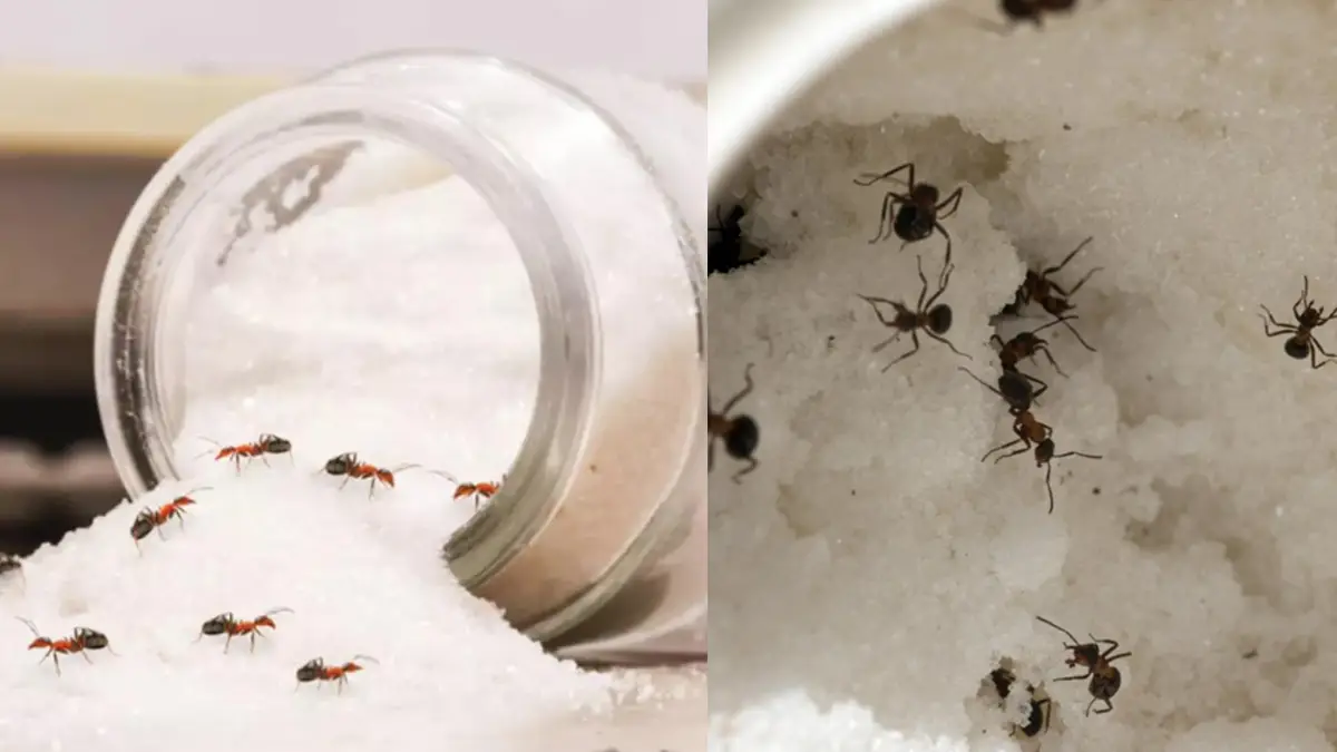 Kitchen Hacks: পিঁপড়ের হাত থেকে চিনিকে কীভাবে বাঁচাবেন, রইল টিপস