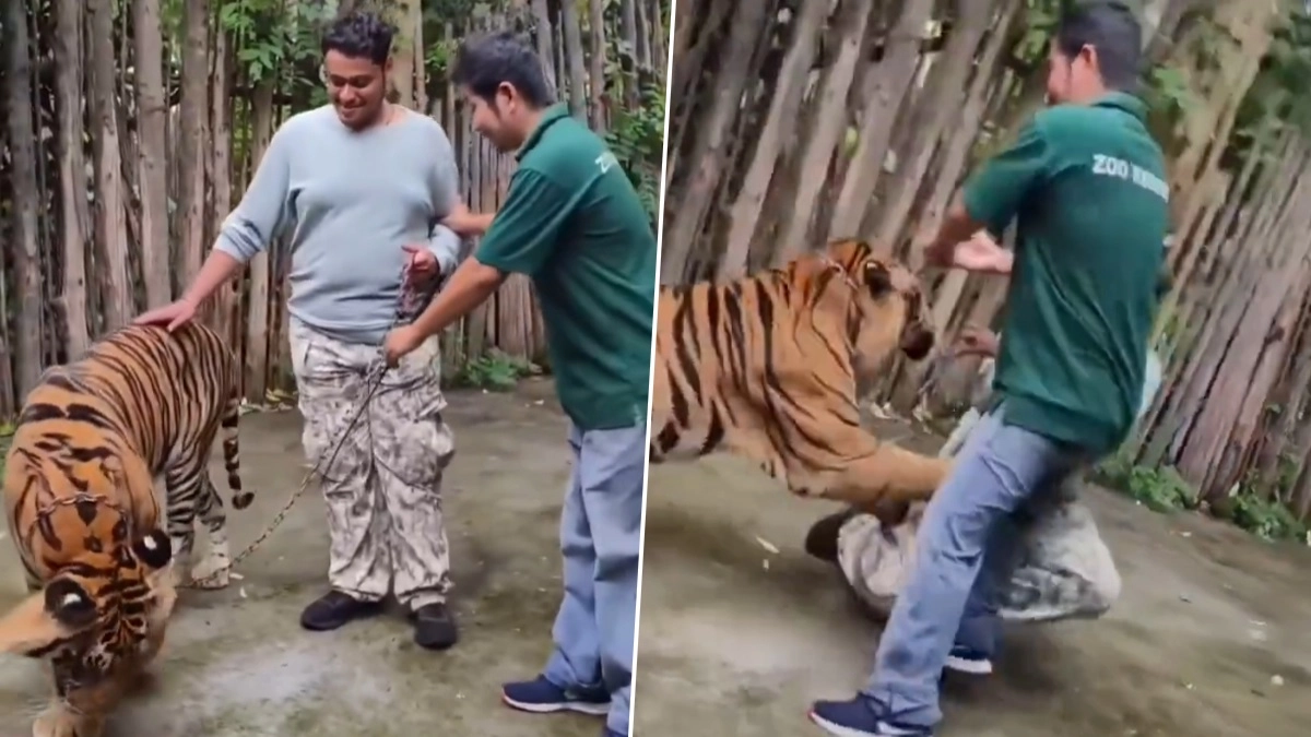 Indian Attacked By Tiger: বাঘের সঙ্গে 'কেরামতি' দেখাবেন না, দক্ষিণরায়কে পোষ্য় বানাতে গিয়ে ভারতীয়কে ছিঁড়ে খাওয়ার উপক্রম, ভাইরাল ভিডিয়ো