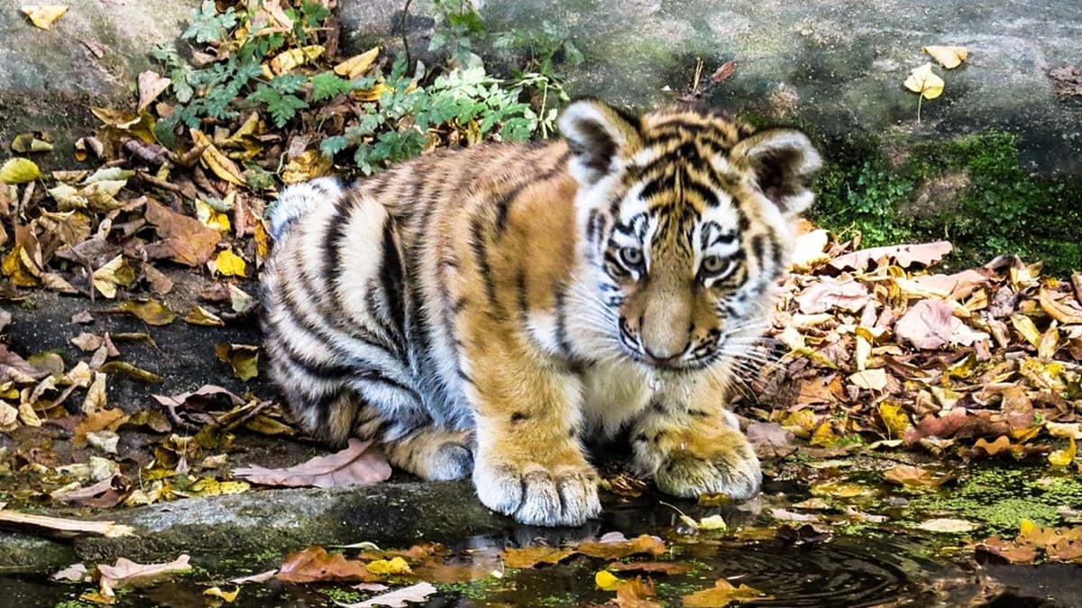 Tiger Cub Video: রিল তৈরির জন্য বাঘের ছানাকে অতিষ্ট করে তুলছেন পর্যটক, ভাইরাল ভিডিয়ো দেখে জোর সমালোচনা