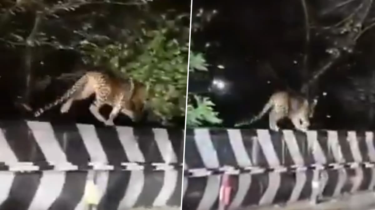 Leopard Spotted in Tirumala: তিরুমালা দর্শনের পথে বাঘের দেখা, আতঙ্ক ছড়াল পূণ্যার্থীদের মধ্যে, ভাইরাল ভিডিয়ো