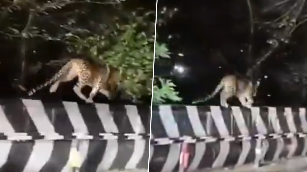 Leopard Spotted in Tirumala: তিরুমালা দর্শনের পথে বাঘের দেখা, আতঙ্ক ছড়াল পূণ্যার্থীদের মধ্যে, ভাইরাল ভিডিয়ো