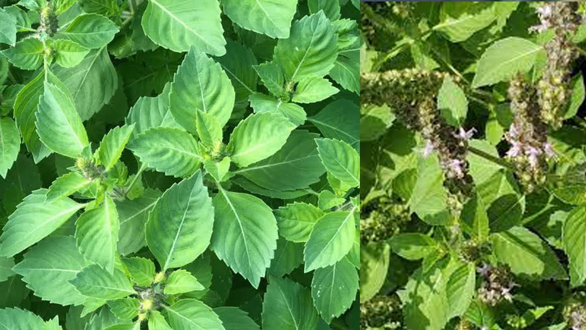 Tulsi Health Benefits : তুলসী পাতা চিবিয়ে খান। উপকার জানলে অবাক হবেন