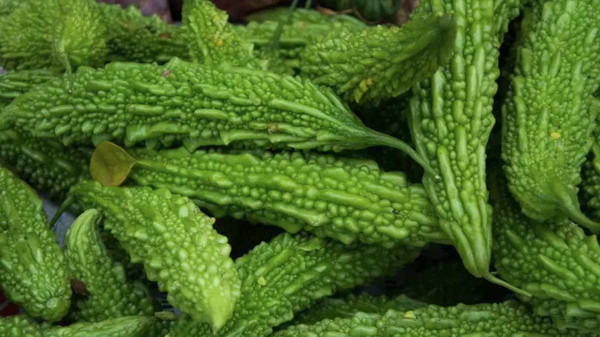 Bitter Gourd Benefits:ডায়াবেটিস নিয়ন্ত্রণ থেকে উজ্জ্বল ত্বক। উচ্ছের অনেক গুণ