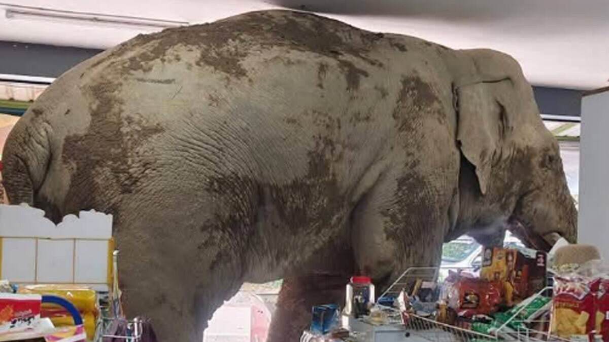 Elephant Enters Convenience Store: জাতীয় উদ্যান থেকে বেরিয়ে শপিং মলে ঢুকে পড়ল মস্ত হাতি, যা কাণ্ড ঘটল তারপর... দেখুন