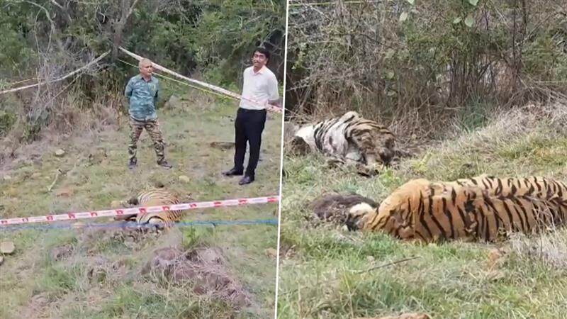 Five Tigers Dead: সন্দেহজনক অবস্থায় পাঁচটি বাঘের মৃতদেহ উদ্ধার