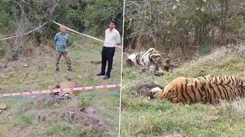 Five Tigers Dead: সন্দেহজনক অবস্থায় পাঁচটি বাঘের মৃতদেহ উদ্ধার