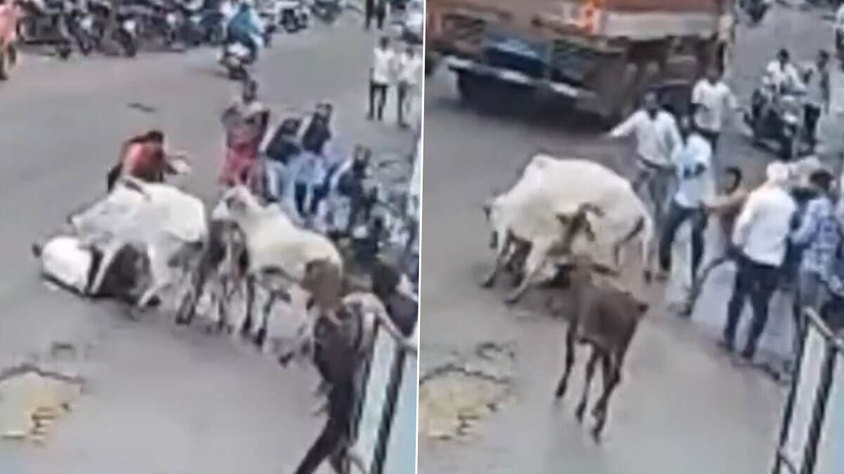 Maharashtra Bull Attack: ব্যস্ত রাস্তায় ষাঁড়ের গুঁতো, চটপট করে মারা গেলেন ৮০ বছরের বৃদ্ধ