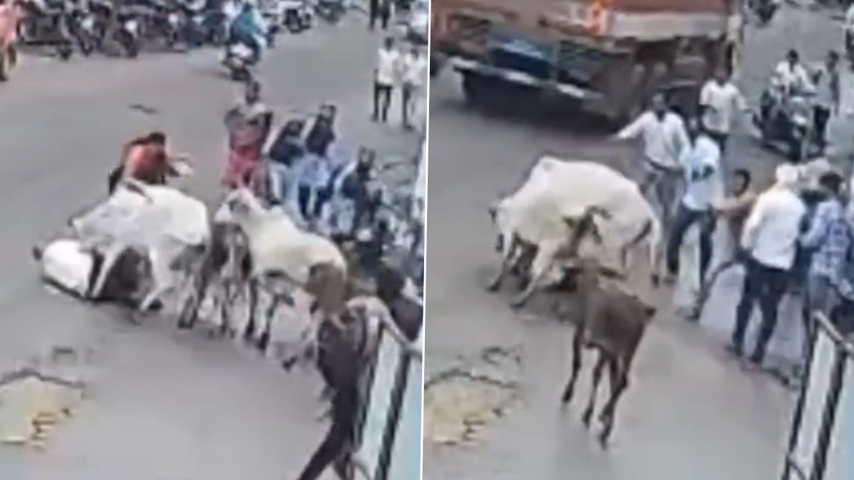 Maharashtra Bull Attack: ব্যস্ত রাস্তায় ষাঁড়ের গুঁতো, ছটপট করে মারা গেলেন ৮০ বছরের বৃদ্ধ