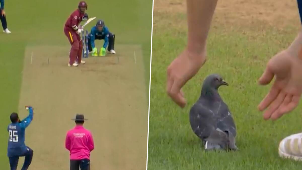 Pigeon Attack on ENG vs WI ODI: পায়রার জ্বালায় বন্ধ ইংল্যান্ড বনাম ওয়েস্ট ইন্ডিজ শেষ ওয়ানডে, দেখুন ভাইরাল ভিডিও