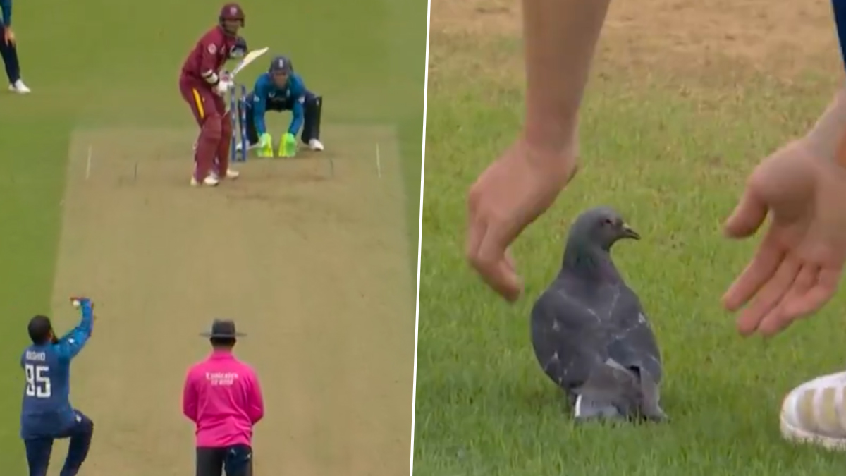 Pigeon Attack on ENG vs WI ODI: পায়রার জ্বালায় বন্ধ ইংল্যান্ড বনাম ওয়েস্ট ইন্ডিজ শেষ ওয়ানডে, দেখুন ভাইরাল ভিডিও