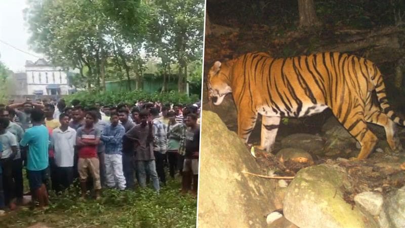 Tiger Locked in Farmer’s House: কৃষকের বাড়িতে ঢুকে পড়ল বাঘ, দেখুন ভিডিও