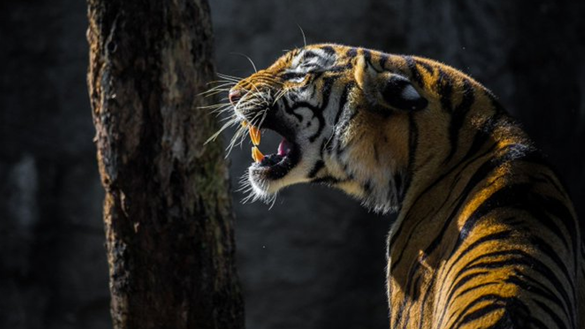 Ranthambore Tiger Attack: রণথম্ভোর জাতীয় উদ্যানে বাঘের আক্রমণ, ছিঁড়ে খেল মন্দিরের পুরোহিতকে, দু মাসে তিনবার মর্মান্তিক হামলার ঘটনায় আতঙ্কে স্থানীয়রা