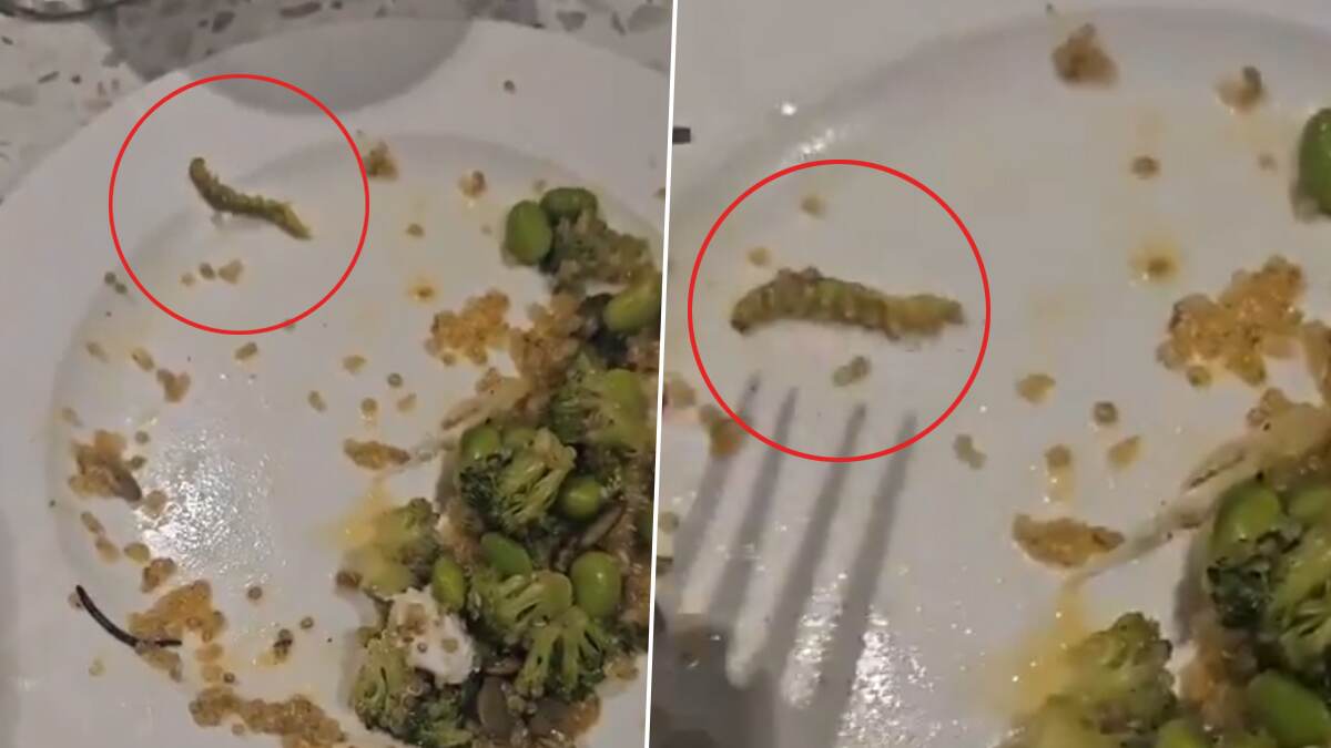 Caterpillar in Vegetable Salad: অভিজাত রেস্তোরাঁয় আইএএস দম্পতির ভেজিটেবল সালাদে শুঁয়োপোকা, ভাইরাল ভিডিও ঘিরে তোলপাড়