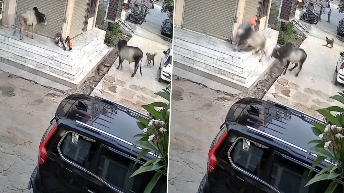 Viral Video: ষাঁড়ের মারপিট, শিংয়ের গুতোয় উলটে পড়ে ভয়াবহ মৃত্যু বৃদ্ধের, ভাইরাল ভিডিয়ো