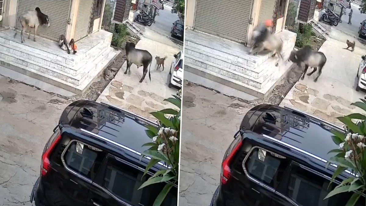 Viral Video: ষাঁড়ের মারপিট, শিংয়ের গুতোয় উলটে পড়ে ভয়াবহ মৃত্যু বৃদ্ধের, ভাইরাল ভিডিয়ো