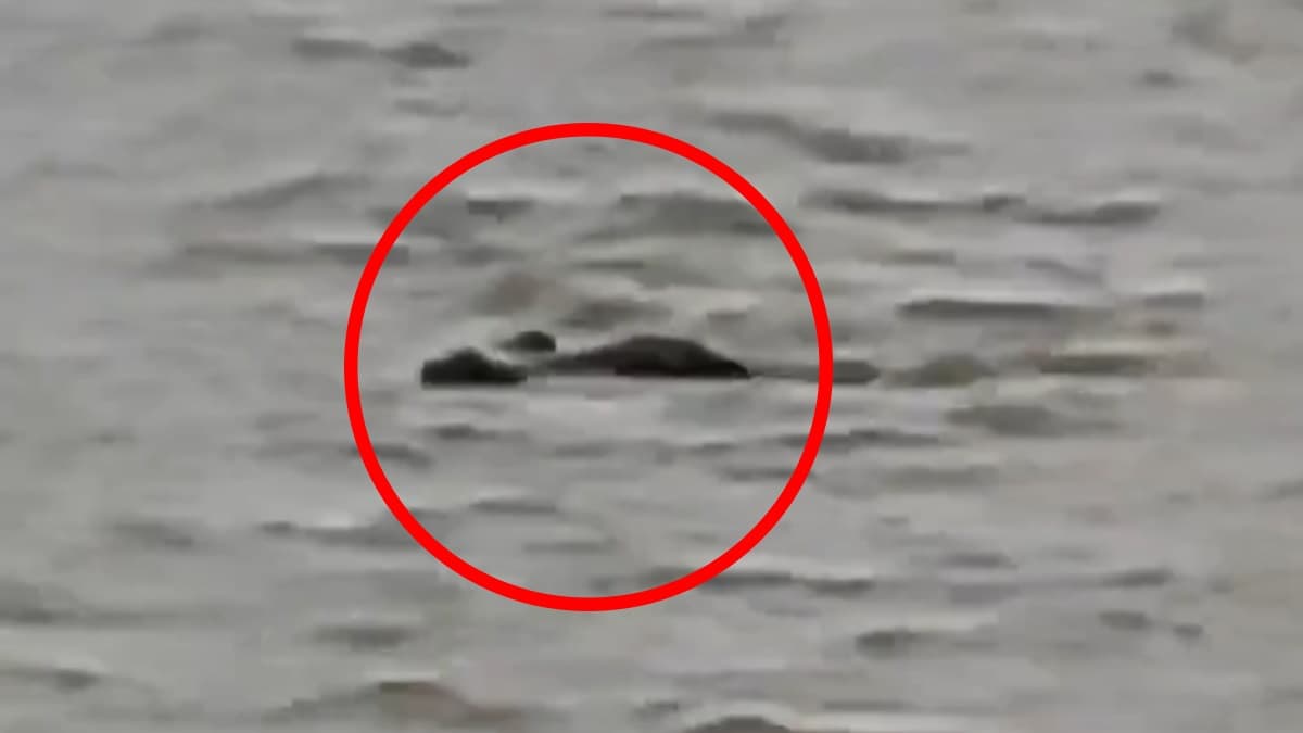 Crocodile Ate Boy Video: শিউরে ওঠা ঘটনা, ১৩ বছরের কিশোরকে মেরে খেয়ে নিল কুমীর? ঘাগরা নদীর ভিডিয়ো ভাইরাল