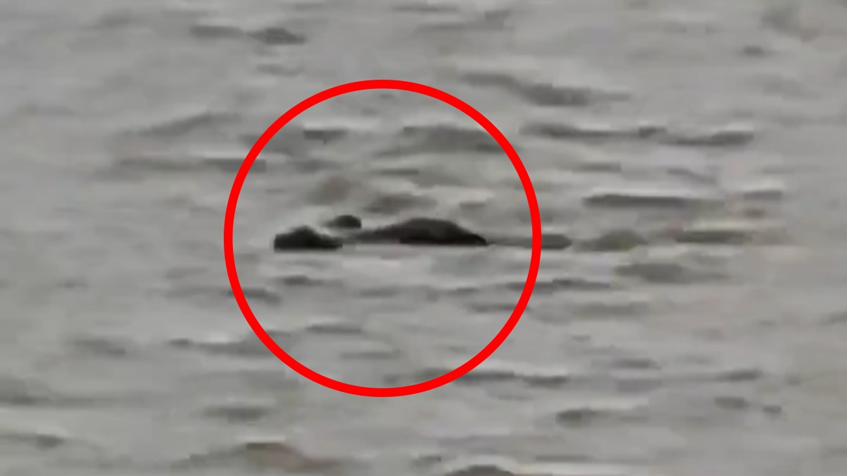 Crocodile Ate Boy Video: শিউরে ওঠা ঘটনা, ১৩ বছরের কিশোরকে মেরে খেয়ে নিল কুমীর? ঘাগরা নদীর ভিডিয়ো ভাইরাল