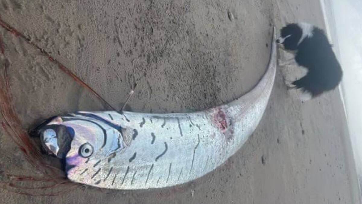'Doomsday' Fish Goes Viral: পৃথিবীর শেষ দিন আসন্ন? সৈকতে ভেসে এল ৪০০ কেজির ওরফিস, 'সমুদ্রদেবের বাহন' 'ডুমস ডে' ফিসের আগমণে ঘনিয়ে আসছে বসুন্ধরার শেষ দিন?