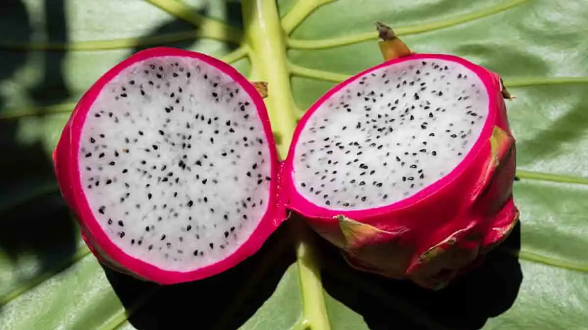 Benefits of Dragon Fruit: শরীরের কঠিন অসুখ দূর হবে, শরীর হবে তরতাজা। নিয়মিত খান ড্রাগন ফল