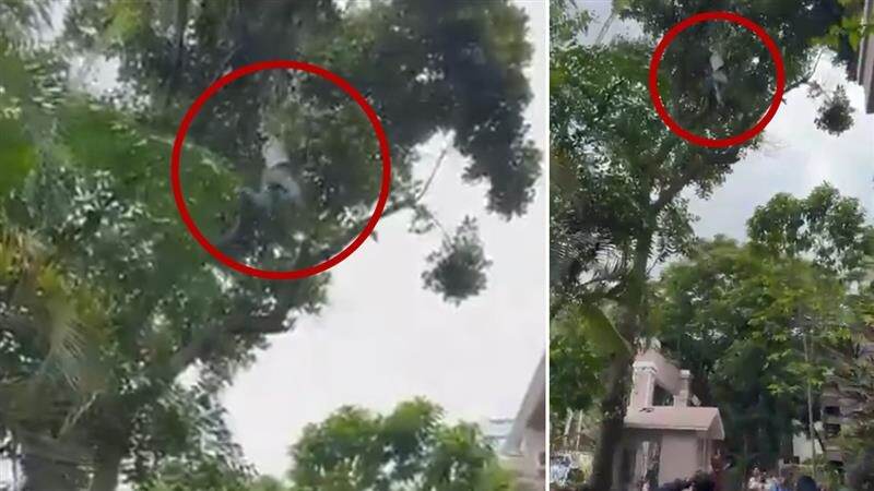 Viral Video: পা ছড়িয়ে কাঁঠাল গাছ থেকে ঝুলছে মদ্যপ, ভাইরাল ভিডিয়ো